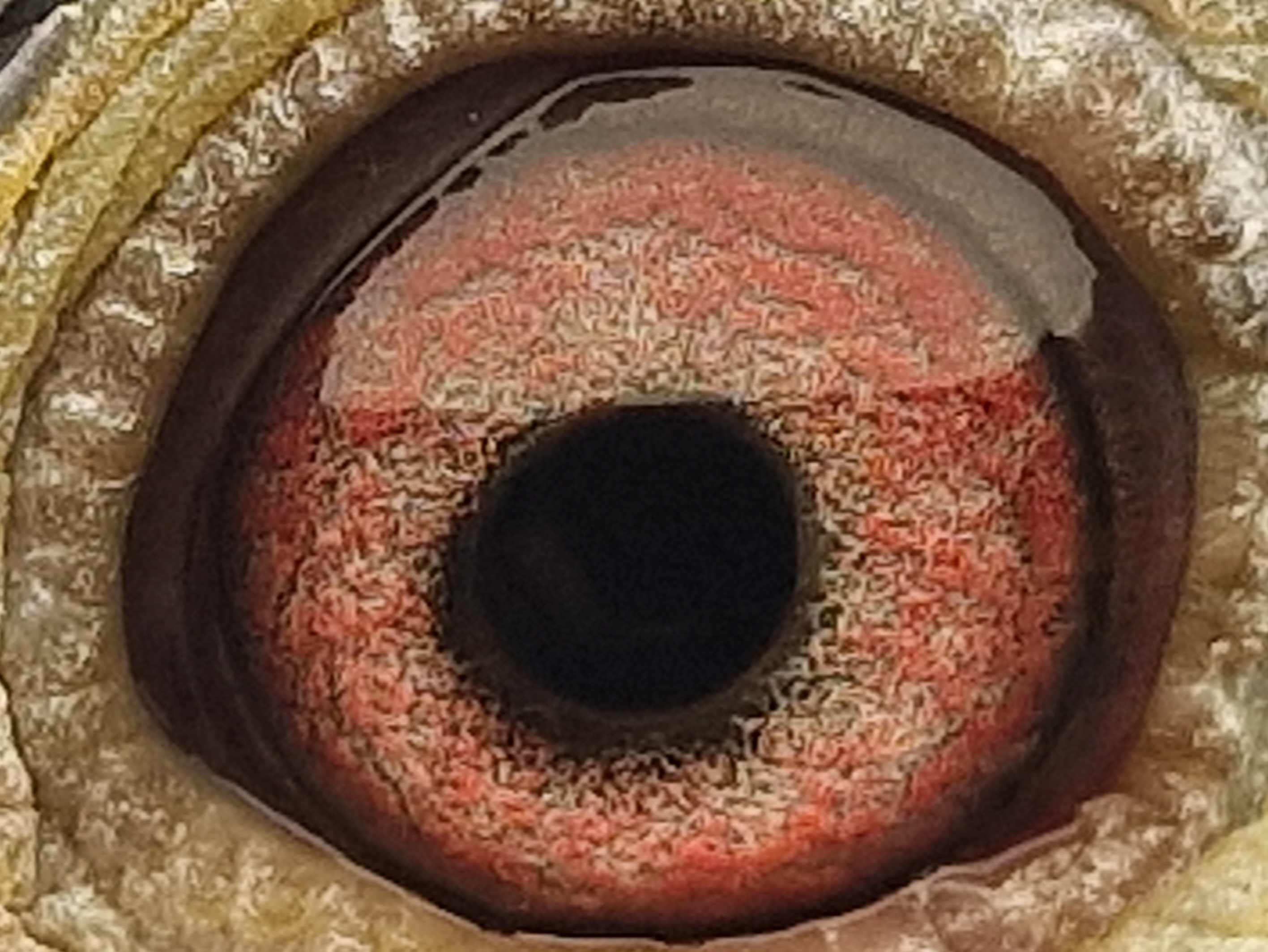 Pigeon eye